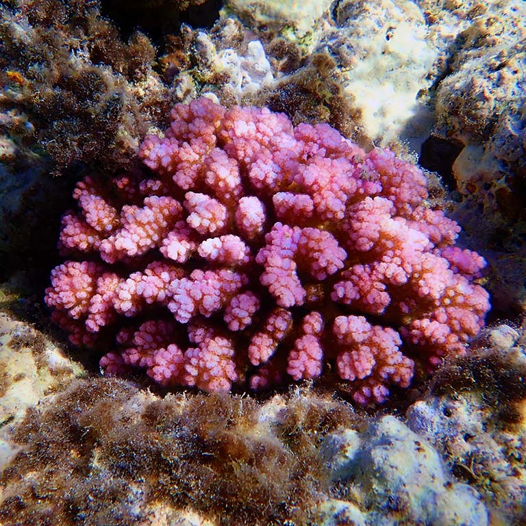 Pocillopora damicornis:粉红色SPS珊瑚红海的地板上。