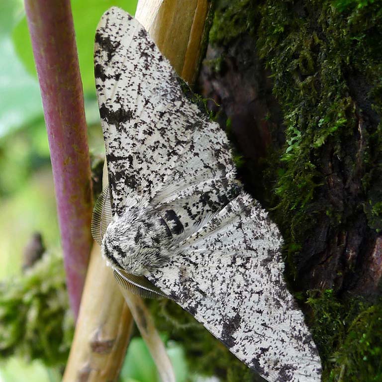 斑点蛾(Biston betularia),从Cradley gailhampshire莫尔文,英国维基共享。CC。