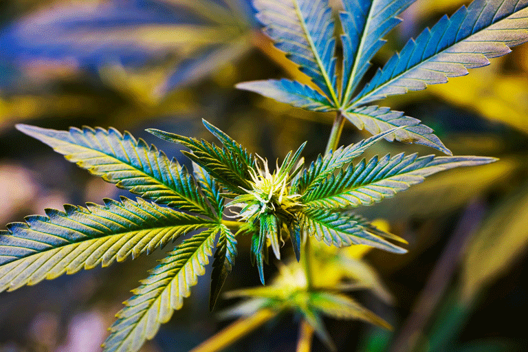 这项新研究是第一个看到CBD的潜在负面影响对孩子的成长发育,后来的行为。