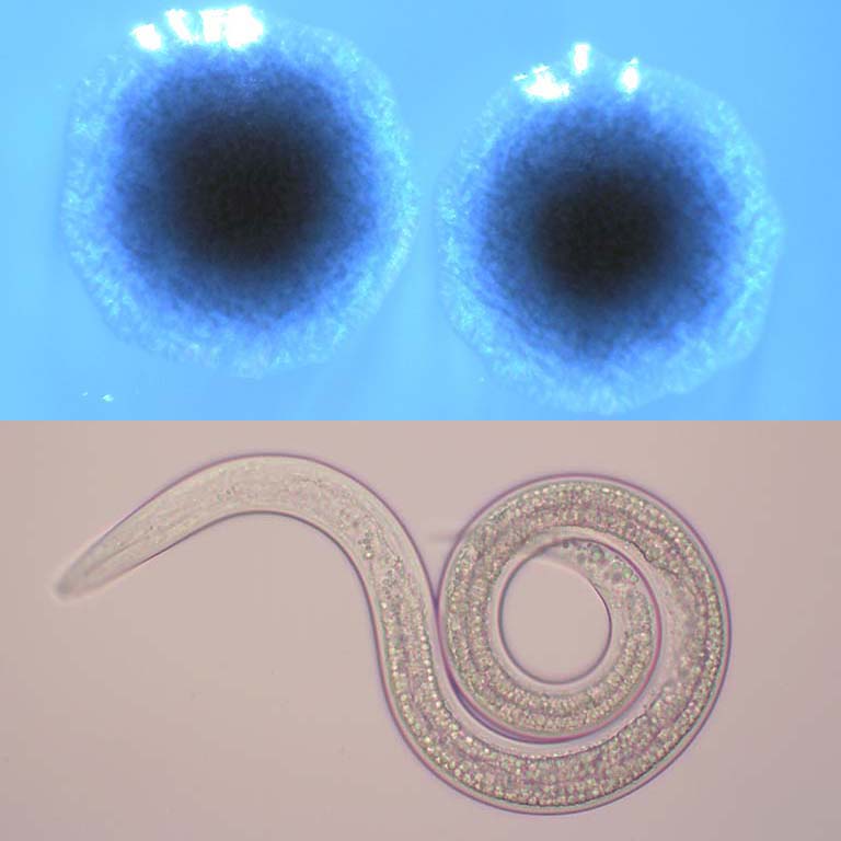 图片:2 Xenorhabdus bovienii细菌。底照片:Steinernema线虫。